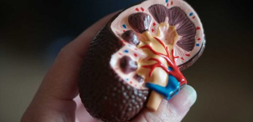 Ultrasound device that calms nerves in the kidney may offer new treatment option for hypertension