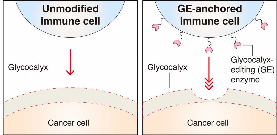 Cancer cells with thicker glycocalyx barrier are better at evading immune cells