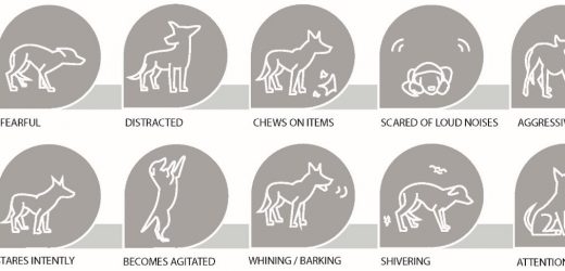 Characterizing abnormal neural networks in dogs with anxiety