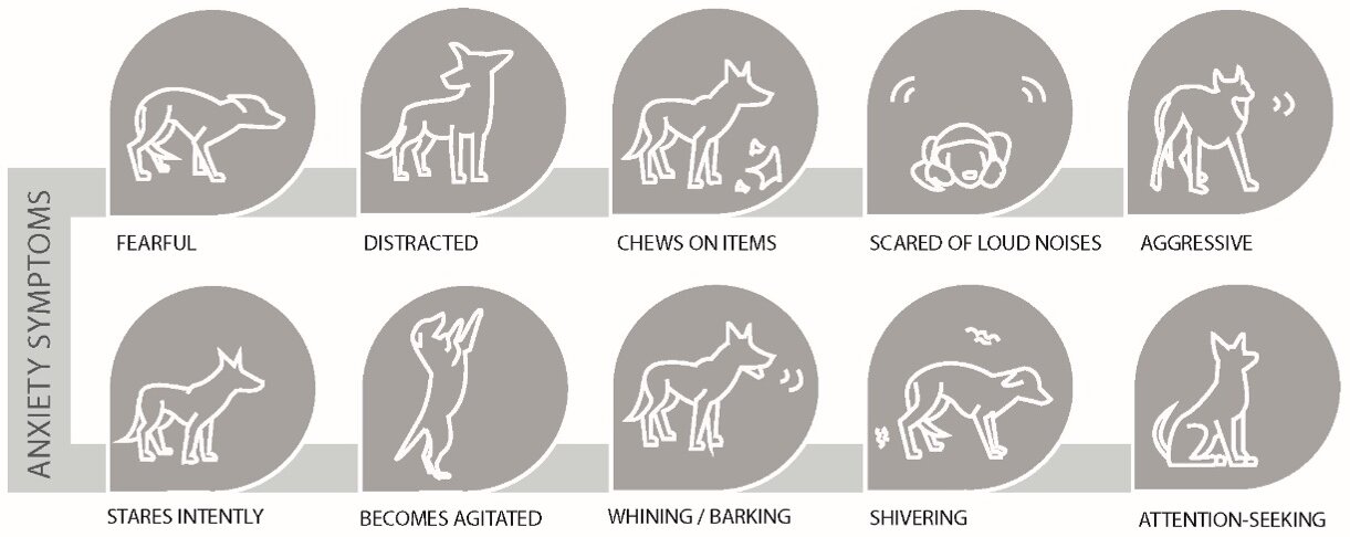 Characterizing abnormal neural networks in dogs with anxiety