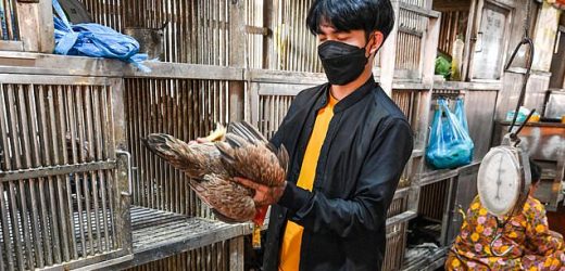 China reports TWO human cases of bird flu