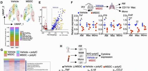 Discovery could protect high-risk COVID-19 patients