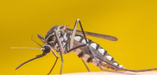 Lab-made antibodies may be able to cure people infected with yellow fever