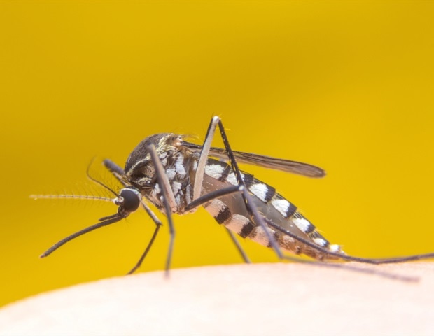 Lab-made antibodies may be able to cure people infected with yellow fever