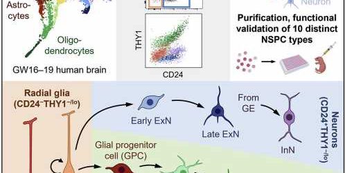 Researchers develop method to identify, sort and observe function in neural stem cells