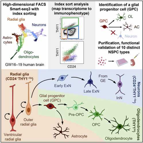 Researchers develop method to identify, sort and observe function in neural stem cells