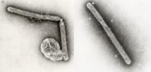 Scientists outline huge gaps in our surveillance of influenza viruses
