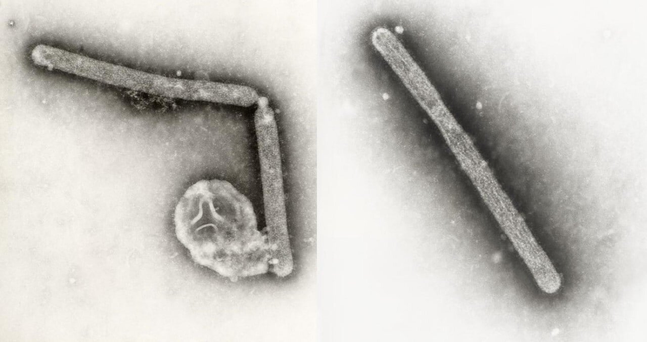 Scientists outline huge gaps in our surveillance of influenza viruses