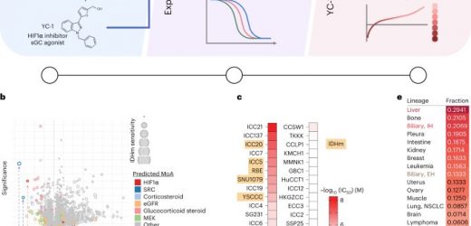 Scientists reveal a potential new approach to treating liver cancer