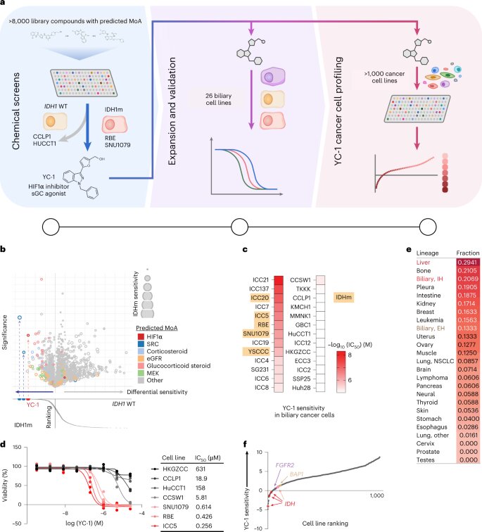 Scientists reveal a potential new approach to treating liver cancer