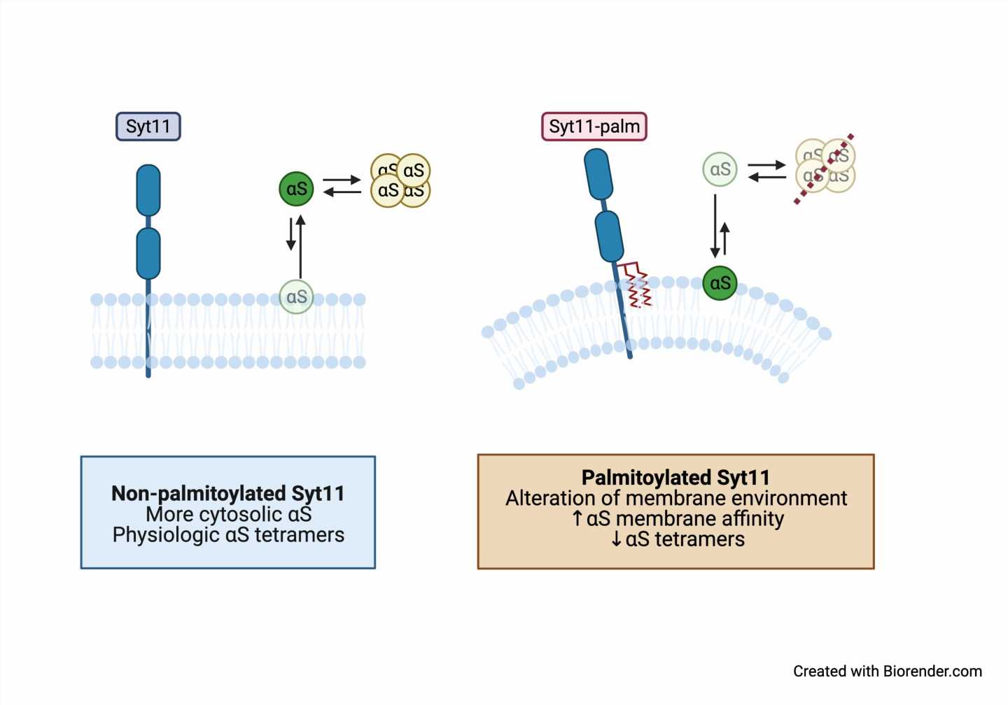 Scientists shed new light on two proteins that exacerbate the progression of Parkinsons disease