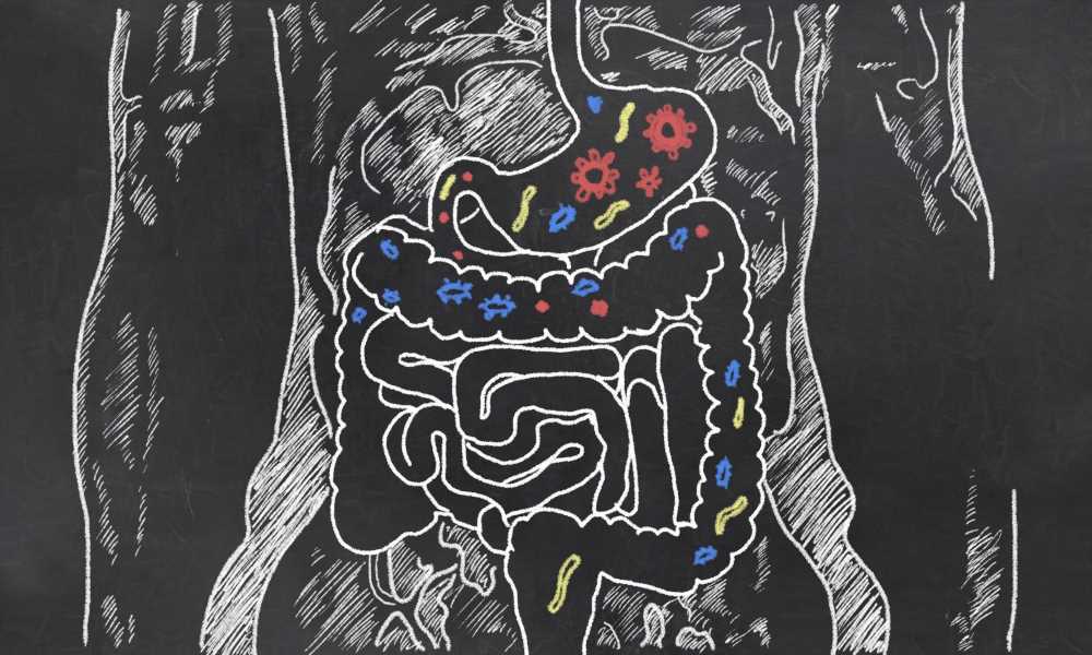 Studying gut bacteria's role in muscle regeneration and recover