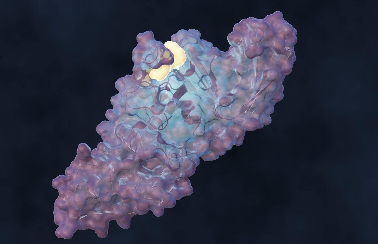 Team designs molecule to disrupt SARS-CoV-2 infection