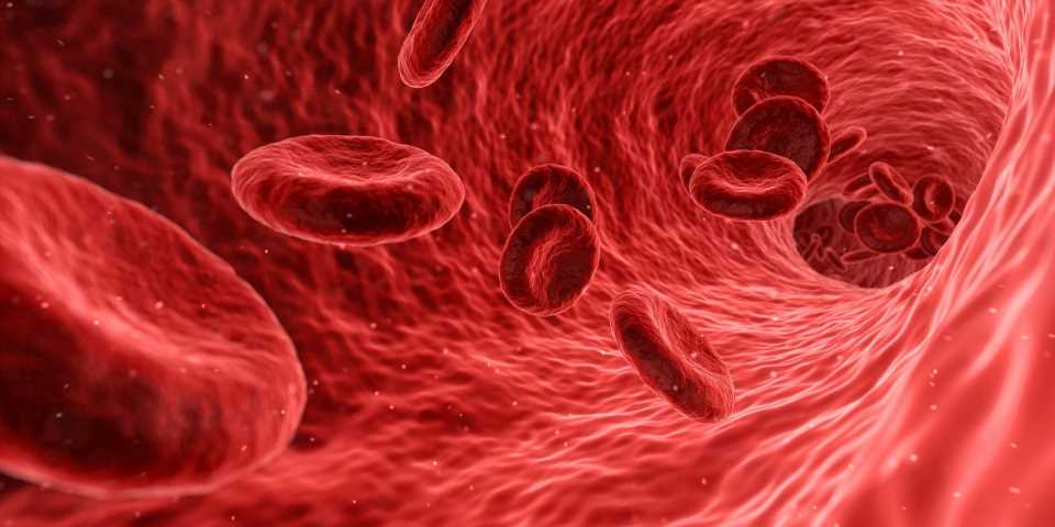 Biomedical engineer explores using synthetic platelets to treat inherited bleeding disorders