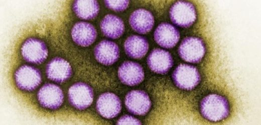 CRISPR-Cas9 system can help reduce adenovirus replication in human cells