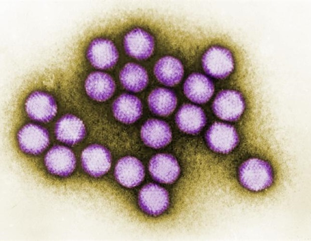 CRISPR-Cas9 system can help reduce adenovirus replication in human cells