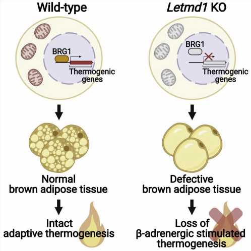 Can brown fat cells combat obesity?