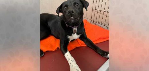 Dear Future Adopter, Love Portland