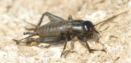 Edible insects: A gut feeling for a sustainable and healthy future