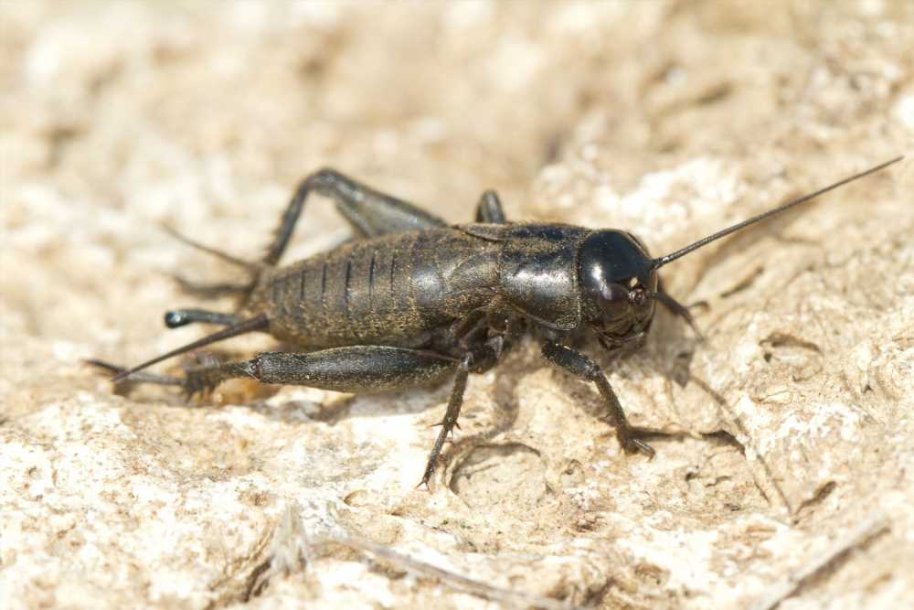 Edible insects: A gut feeling for a sustainable and healthy future