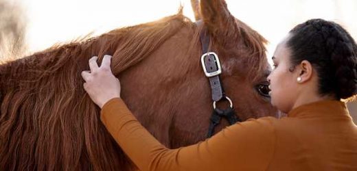 Five Ways to Help Adoptable Horses Without Adopting