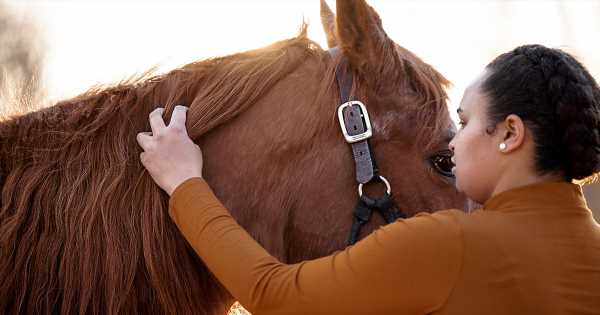 Five Ways to Help Adoptable Horses Without Adopting