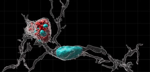 How the immune system sculpts rat brains during development