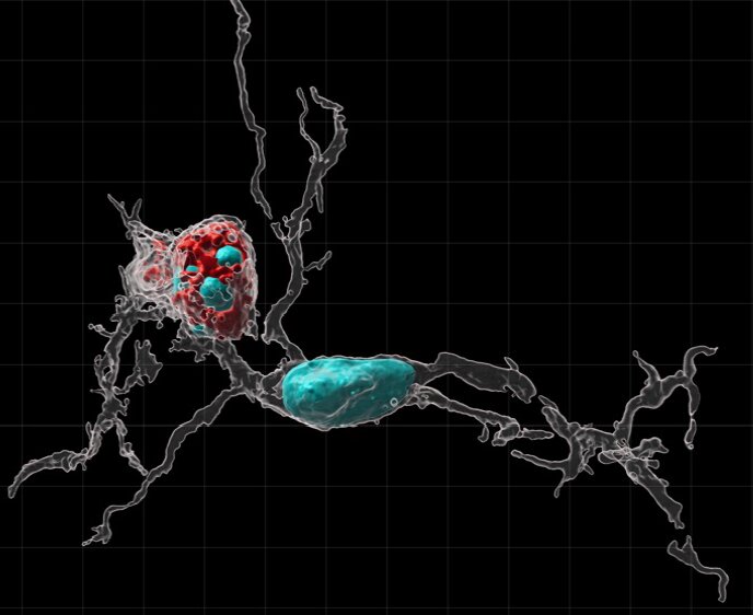 How the immune system sculpts rat brains during development
