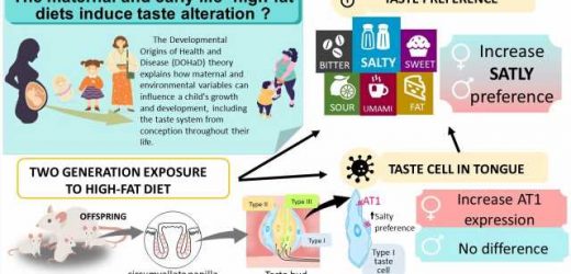 Maternal and early-life high-fat diets found to result in a taste for salty food