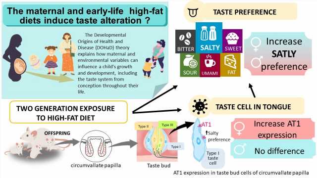 Maternal and early-life high-fat diets found to result in a taste for salty food