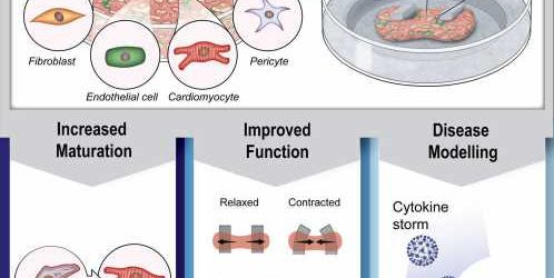 Researchers create breakthrough in vascularized heart organoids