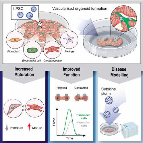 Researchers create breakthrough in vascularized heart organoids