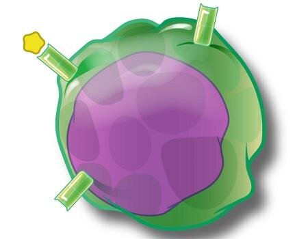 Study identifies two different regulatory T cell populations