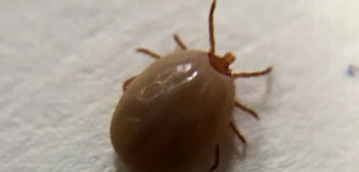 Study shows most children recover from Lyme disease within six months of treatment