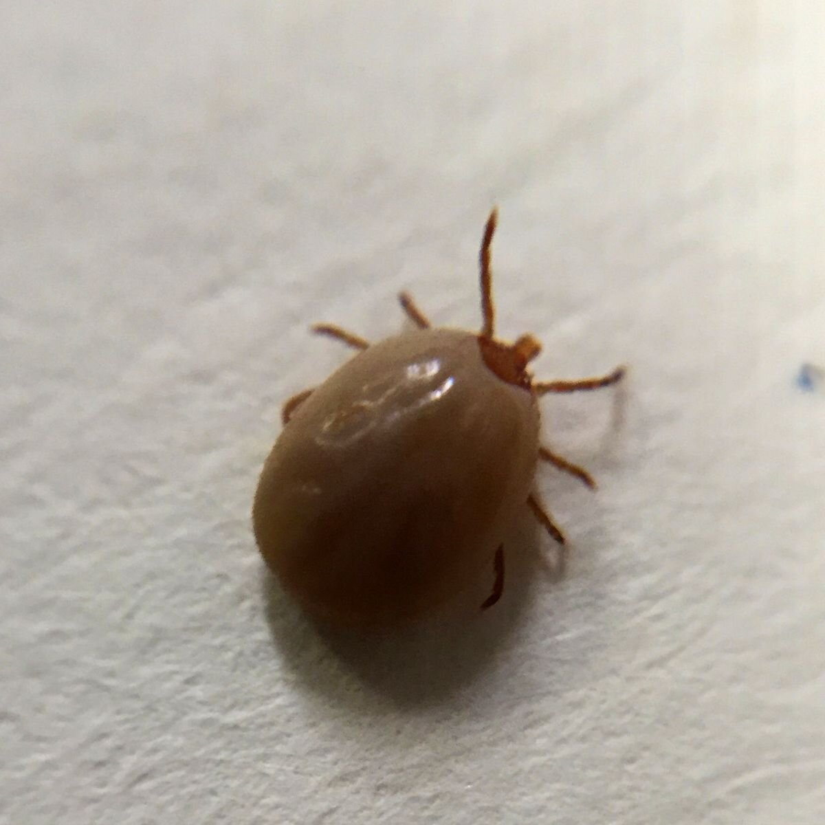 Study shows most children recover from Lyme disease within six months of treatment