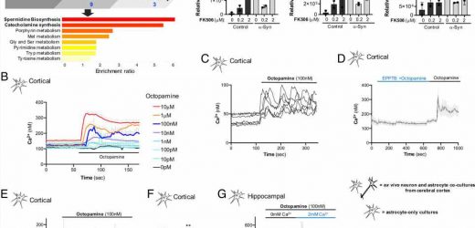 Understanding the role of octopamine in neurodegeneration