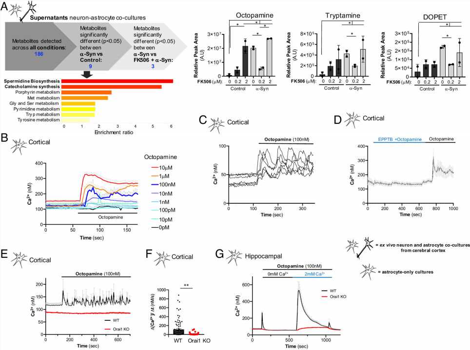Understanding the role of octopamine in neurodegeneration