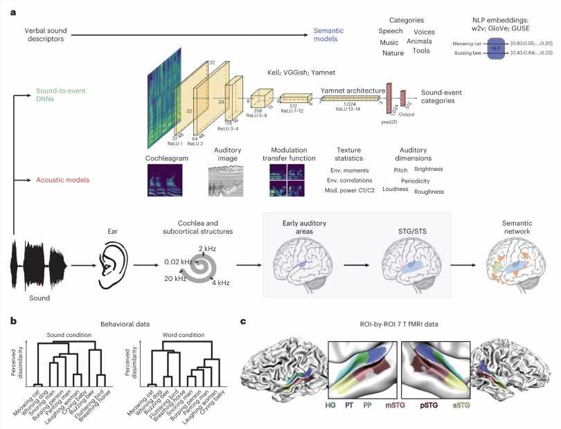Using deep neural networks to predict how natural sounds are processed by the brain