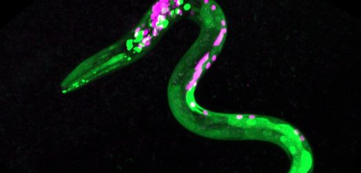 Worms as a model for understanding endocannabinoid system could inform better medications