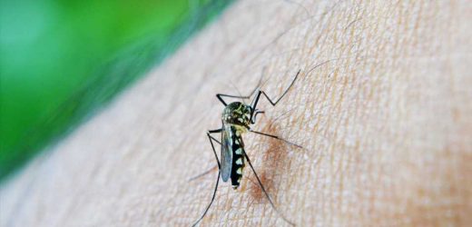 Almost 3 in 10 young kids may have malaria in Sub-Saharan Africa