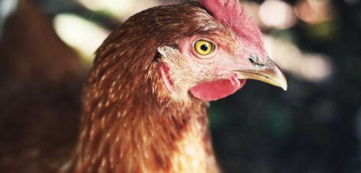 Bird flu detected in 2 poultry workers in the UK; no transmission between people