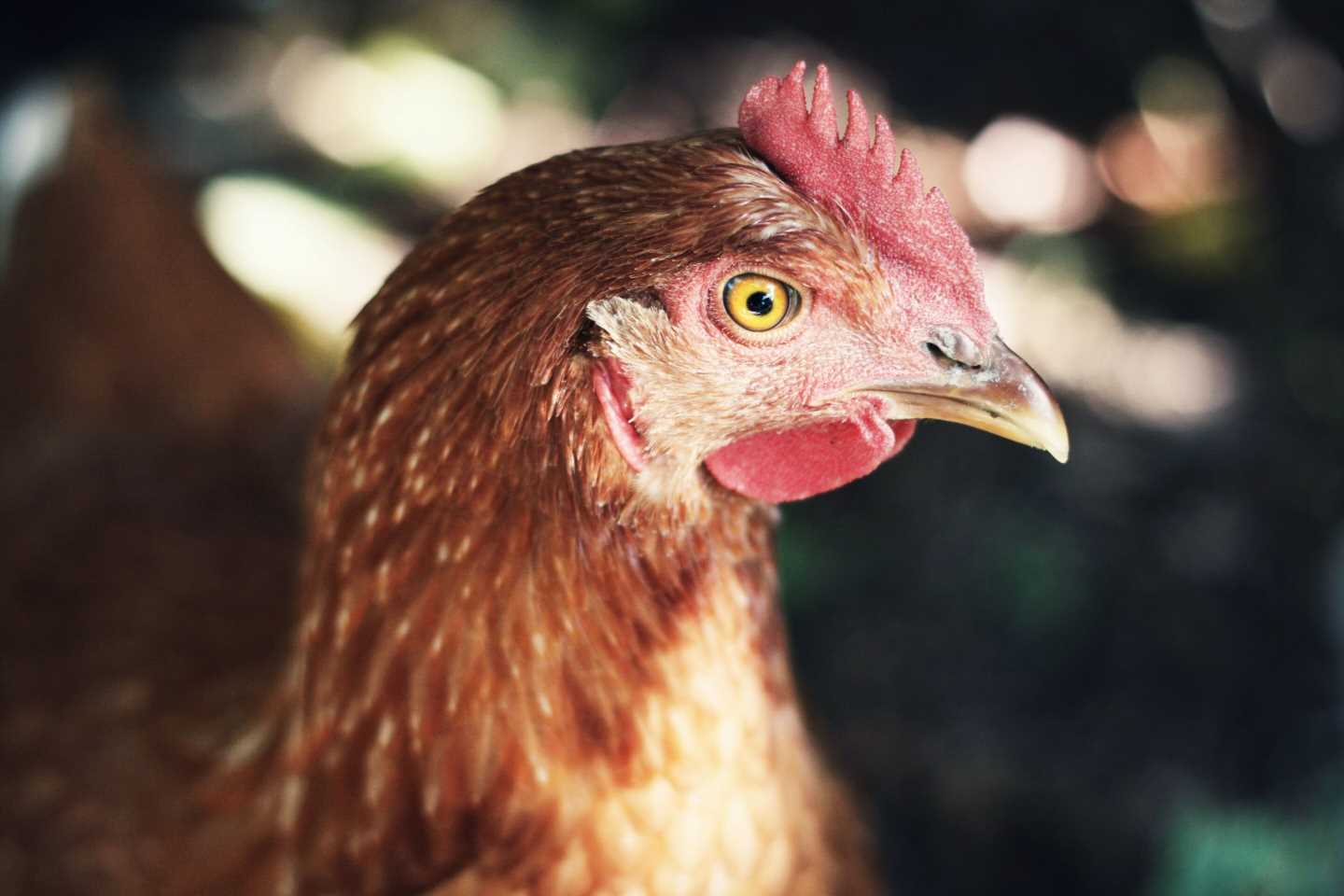Bird flu detected in 2 poultry workers in the UK; no transmission between people