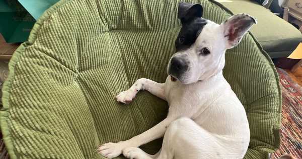 From Trashed to Treasured: Rescued Dog Gets a New Life
