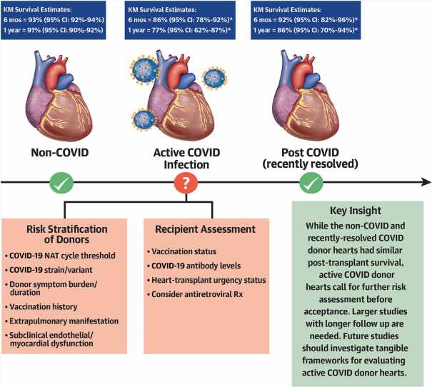 Heart donors with COVID-19 found to confer higher mortality risk to those receiving new hearts