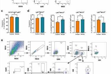 New immunotherapy targeting tumor macrophages to tackle lung cancer