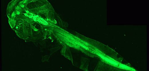 New model of multiple sclerosis correlates demyelination with evolution of cognitive and motor abilities