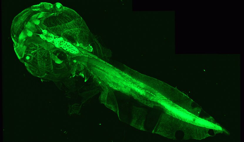 New model of multiple sclerosis correlates demyelination with evolution of cognitive and motor abilities