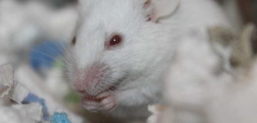 Oxygen restriction helps fast-aging lab mice live longer