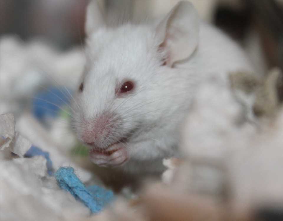 Oxygen restriction helps fast-aging lab mice live longer