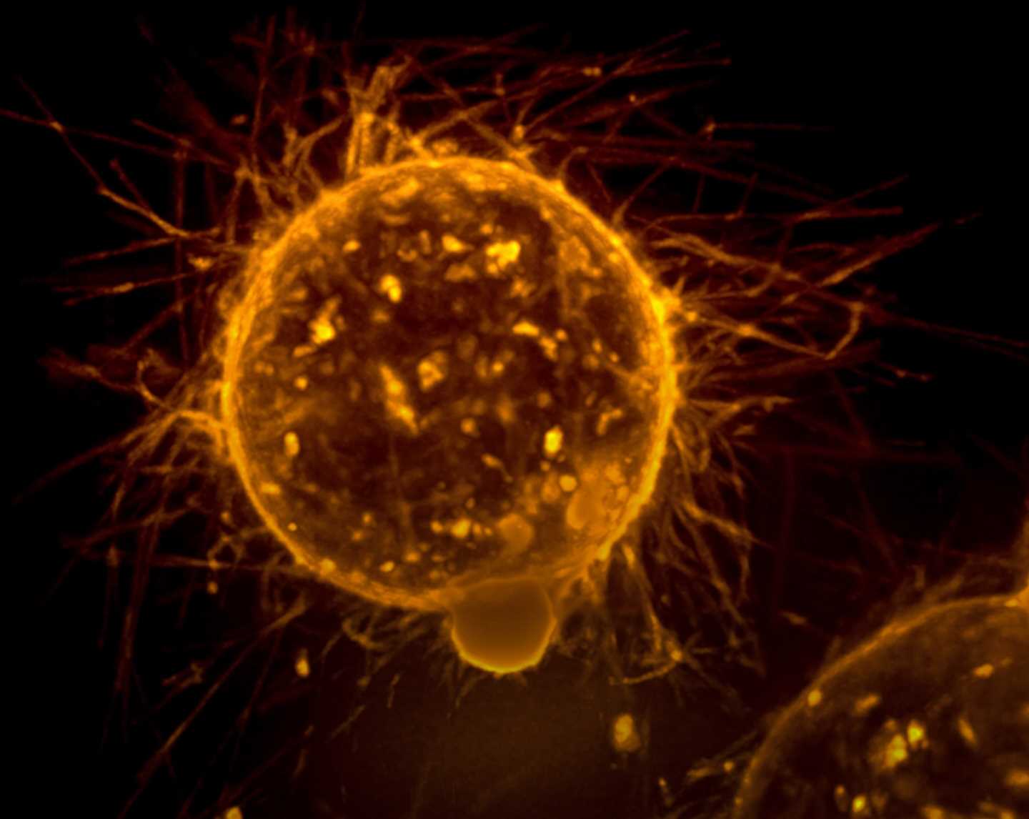 Researchers identify potential new strategy to prevent side effects from immunotherapy